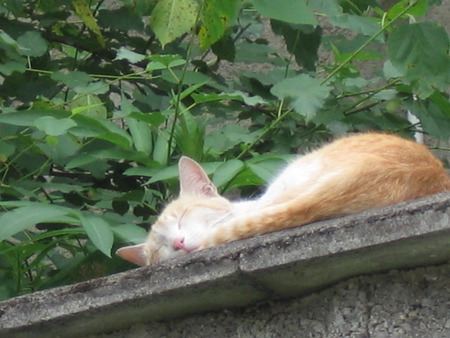 Sleeping Cat - sleeping, cat, dreaming