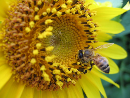 Honey Bee - honey bee, sunflower