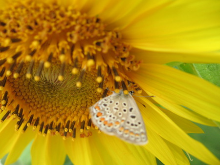 Brown Butterfly - butterfly, sunflower