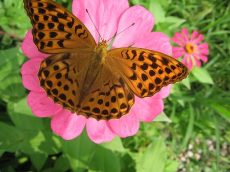 Butterfly - butterfly, brown butterfly