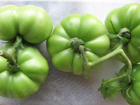 Green Tomato - tomato, green