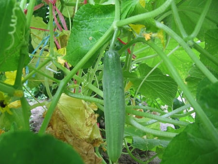 Cucumber - field, cucumber