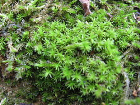 tiny but beautiful - green, flowers, forest