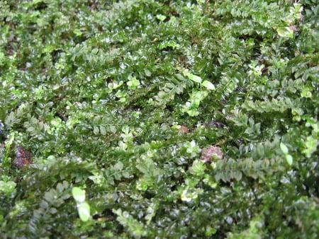 Tiny but...! - flowers, forest, ferns, green