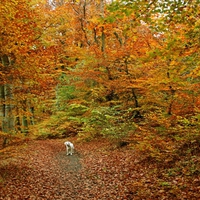 Ditte in the forest