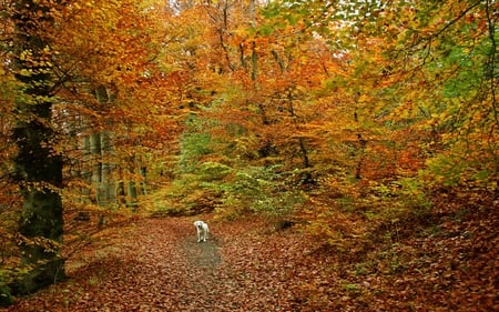 Ditte in the forest - ditte, autumn, forest, dog