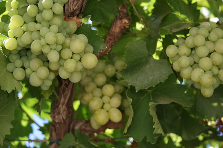 Vignoble à Ensenada - nature, grape