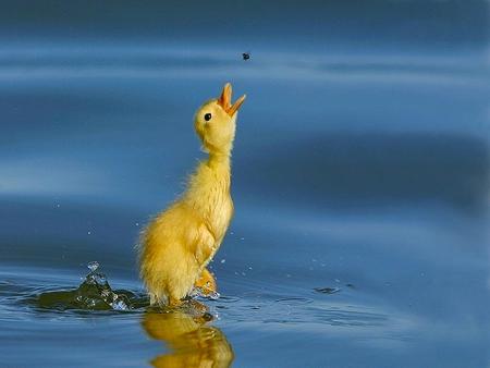 Hungry Duckling - animals, soft, water, ducks, duckling, yellow, feather, jump, cute