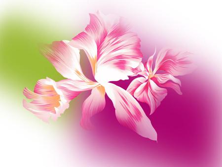 Pink canna - flowers, 3d