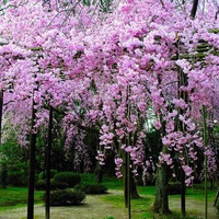 Pink trees