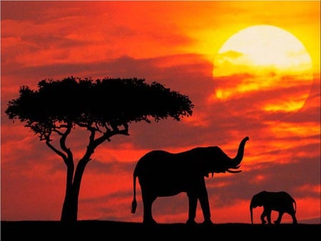 Elephant in Vector - vector, elephant, sundown, red