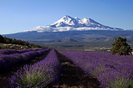 LAVANDER FIELDS - nice, sky, fragrance, field, meadow, pretty, rows, mountain top, scent, lavender, fields, mountain, summer, peaks, lovely, violet, nature, snow, beautiful