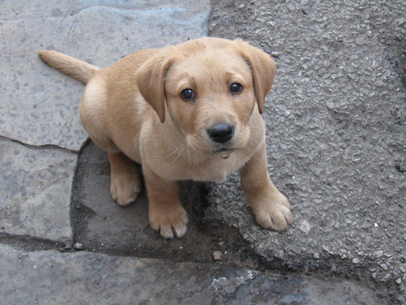 Dribble - cute, dog, puppy, labrador