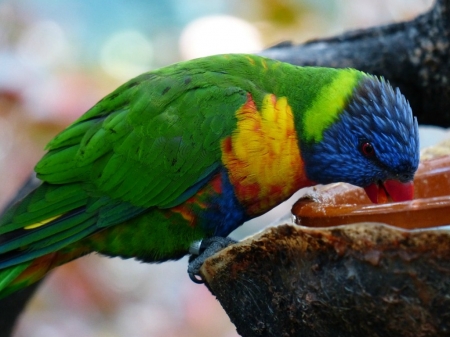 FEEDING TIME - image, pretty, bird, parrot