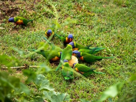 RAINBOW LORRIKEETS - image, feeding, pretty, birds