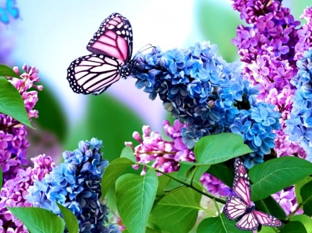 Flowers and Butterfly - pretty, Butterfly, Nature, Flowers