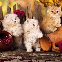 Persian Kittens