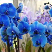 Blue Orchids!