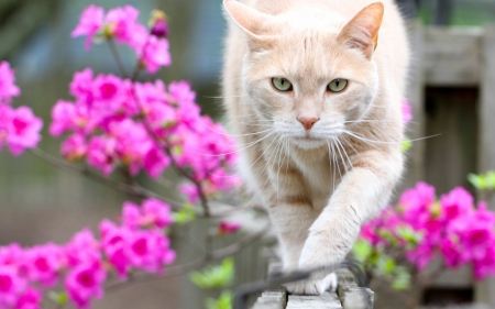 Cat - animal, pisica, blossom, spring, pink, cat