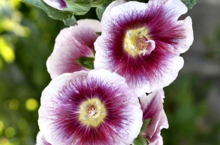 Hollyhocks  - hollyhock, beautiful, photography, beauty, romance, photo, love, flower, wide screen, floral