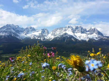 Austrian Alps - flowers, blossoms, spring, peaks