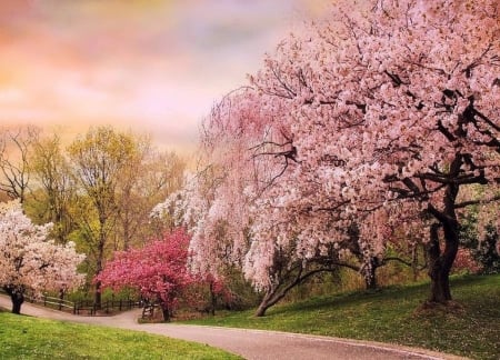 Spring Cherry Grove - attractions in dreams, trees, parks, spring, creative pre-made, nature, love four seasons, walkway, flowers, colors, garden