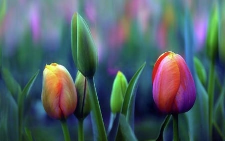 Breezy of Tulips - garden, love four seasons, tulips, flowers, spring, nature, colors