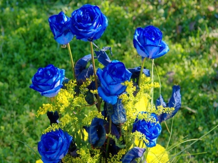 Blue Roses - flowers, pretty, roses, blue