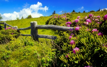 Mountain flowers - sky, slope, fence, mountain, meadow, beautiful, flowers, grass, wildflowers