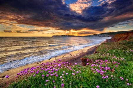 Evening thrift at Compton bay - sands, ocean, beach, colorful, water, shore, sunset, bay, coast, waves, evening, reflection, clouds, beautiful, sea, wildflowers