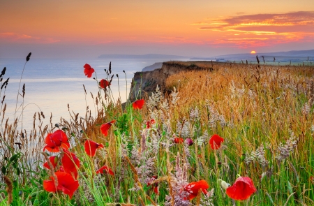 Evening poppies - sky, ocean, landscape, summer, shore, sunset, coast, view, evening, beautiful, flowers, sea, poppies