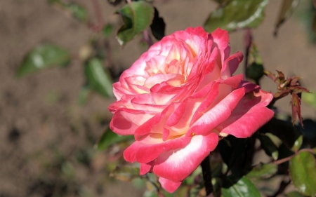 Hybrid Tea Rose - hybrid, nature, macro, roses, pink, petals, flowers