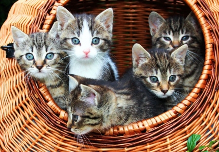 Basket of Kitten - cubs, small, artwork, cats