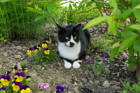 Spring Kitty - garden, cat, plants, pansies