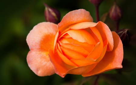 Rose - bud, petals, blossom, garden