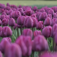 Purple Tulips!