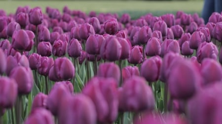 Purple Tulips! - nature, tulips, purple, flower