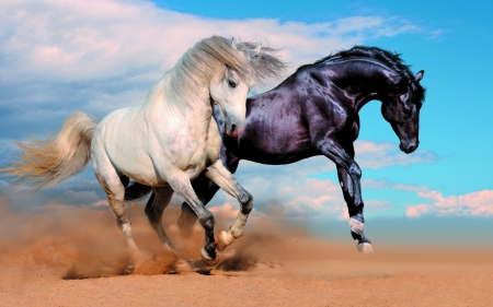 Two Horses