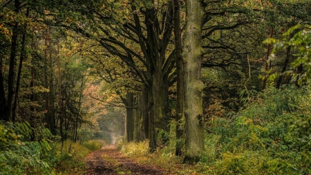 autumn leaves on a wet forest road - autumn, road, wet, forest, leaves