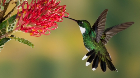 HUMMINGBIRD - wings, leaf, feathers, flower