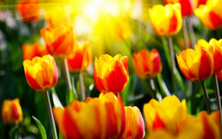 TULIPS - leaves, petals, colors, sunlight