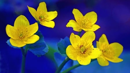 FLOWERS - leaves, marigolds, yellow, petals