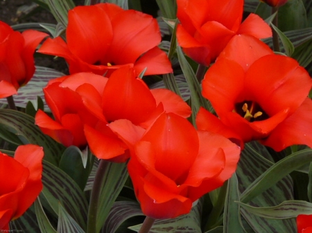 TULIPS - red, leaves, petals, green