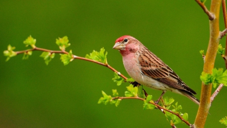 FINCH - leaves, colors, feathers, branch