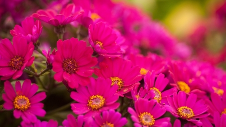 FLOWERS - leaves, nature, petals, pink