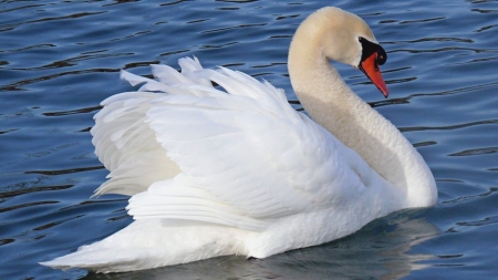 SWAN - wings, water, feathers, blue