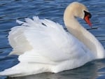 SWAN