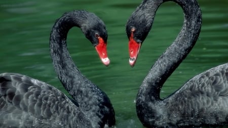 SWANS - water, beaks, colors, feathers