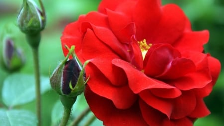 ROSE - leaves, colors, buds, petals