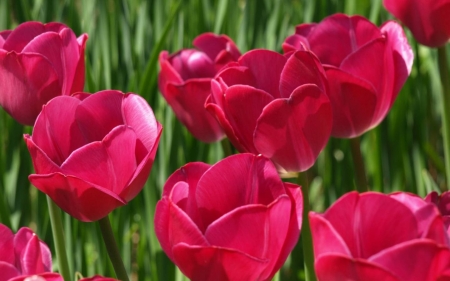 TULIPS - leaves, petals, pink, green